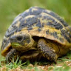 Meet your Posher, Quan ba